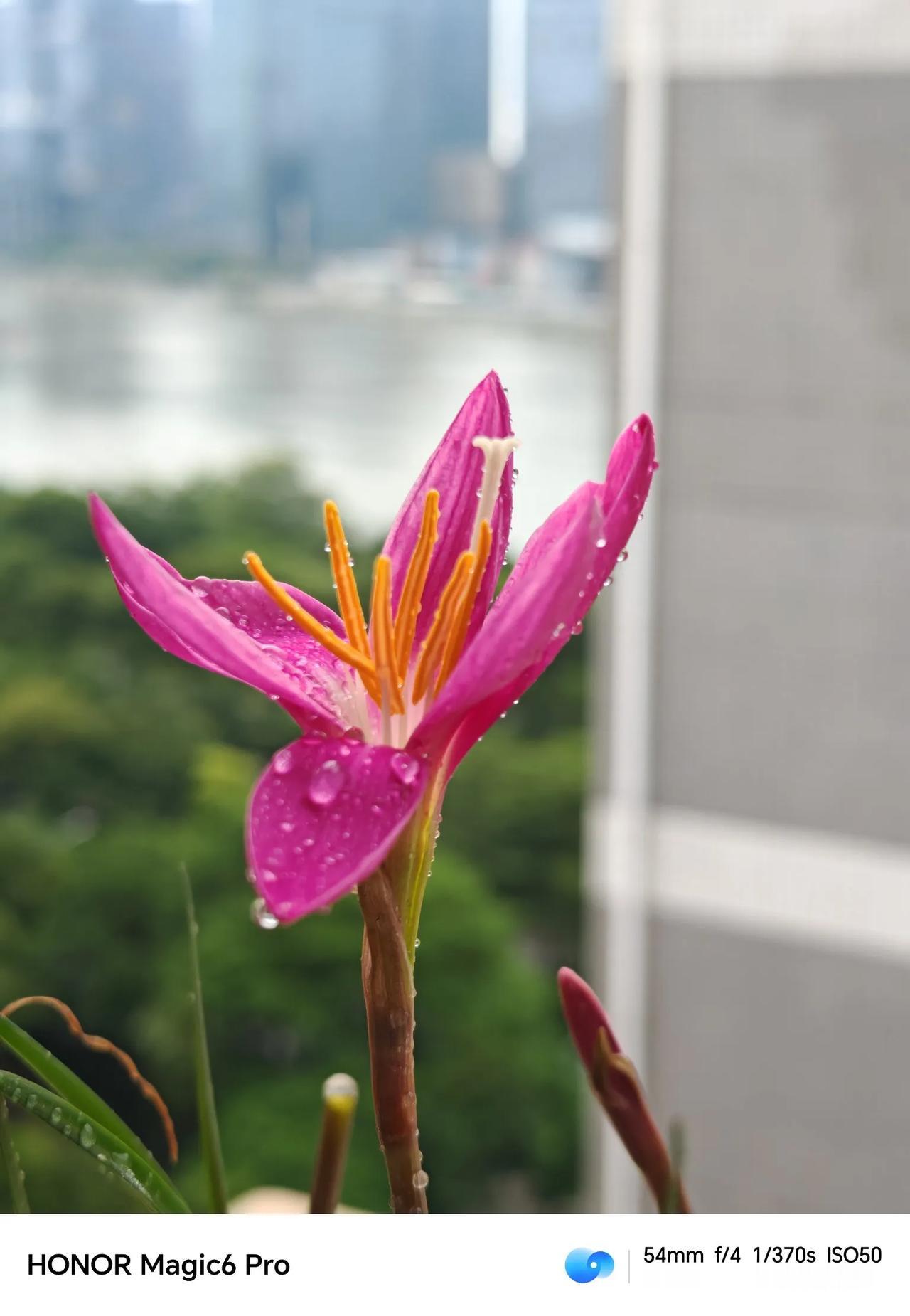 《风雨花》

风雨之中绽娇颜，
摇曳身姿舞翩跹。
不惧惊雷与闪电，
芬芳依旧笑苍