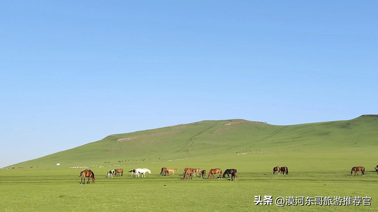 #分享一张你在草原的照片# 
今日呼伦贝尔大草原