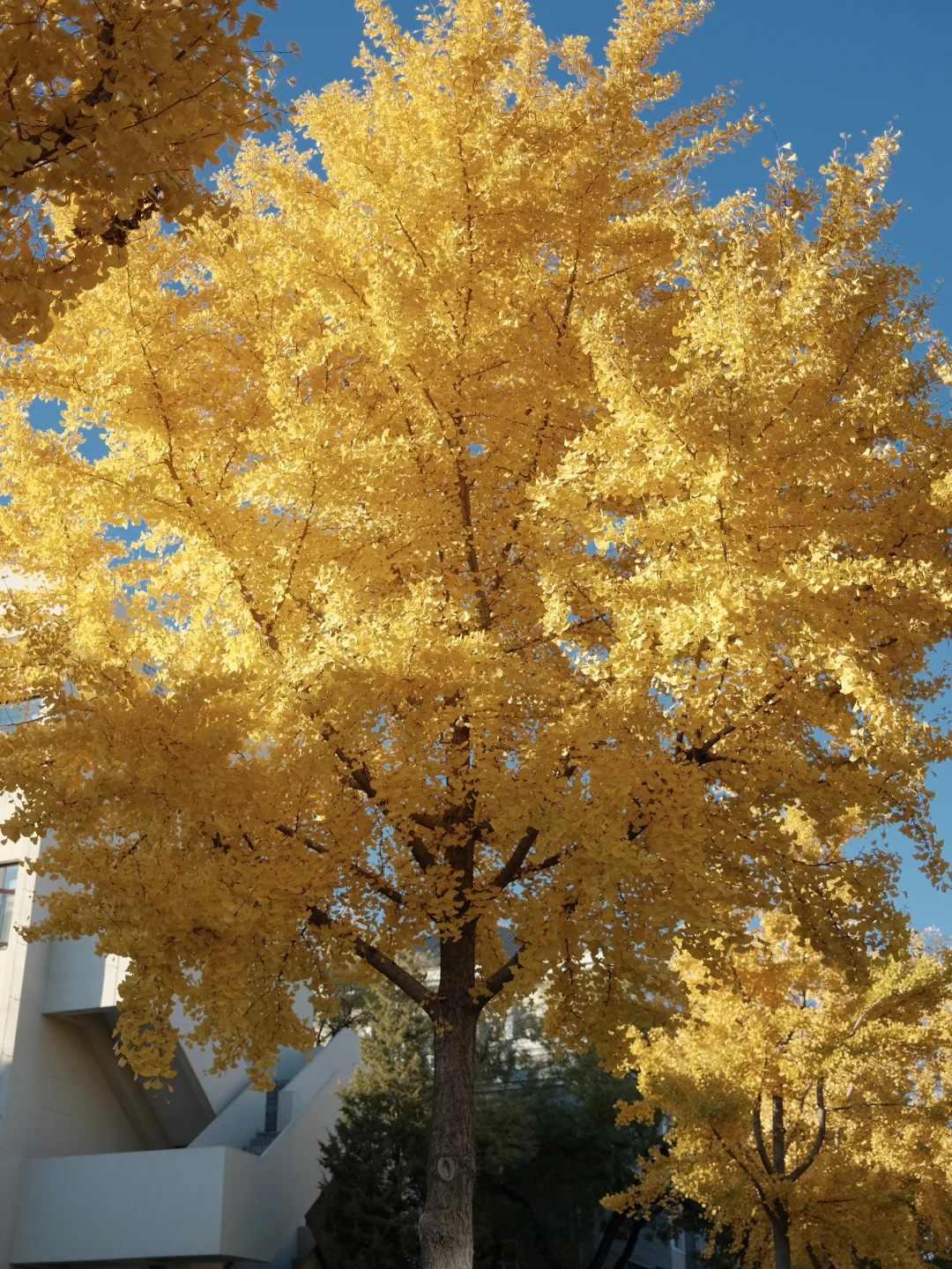 跟大家分享一棵超美的银杏树!!
