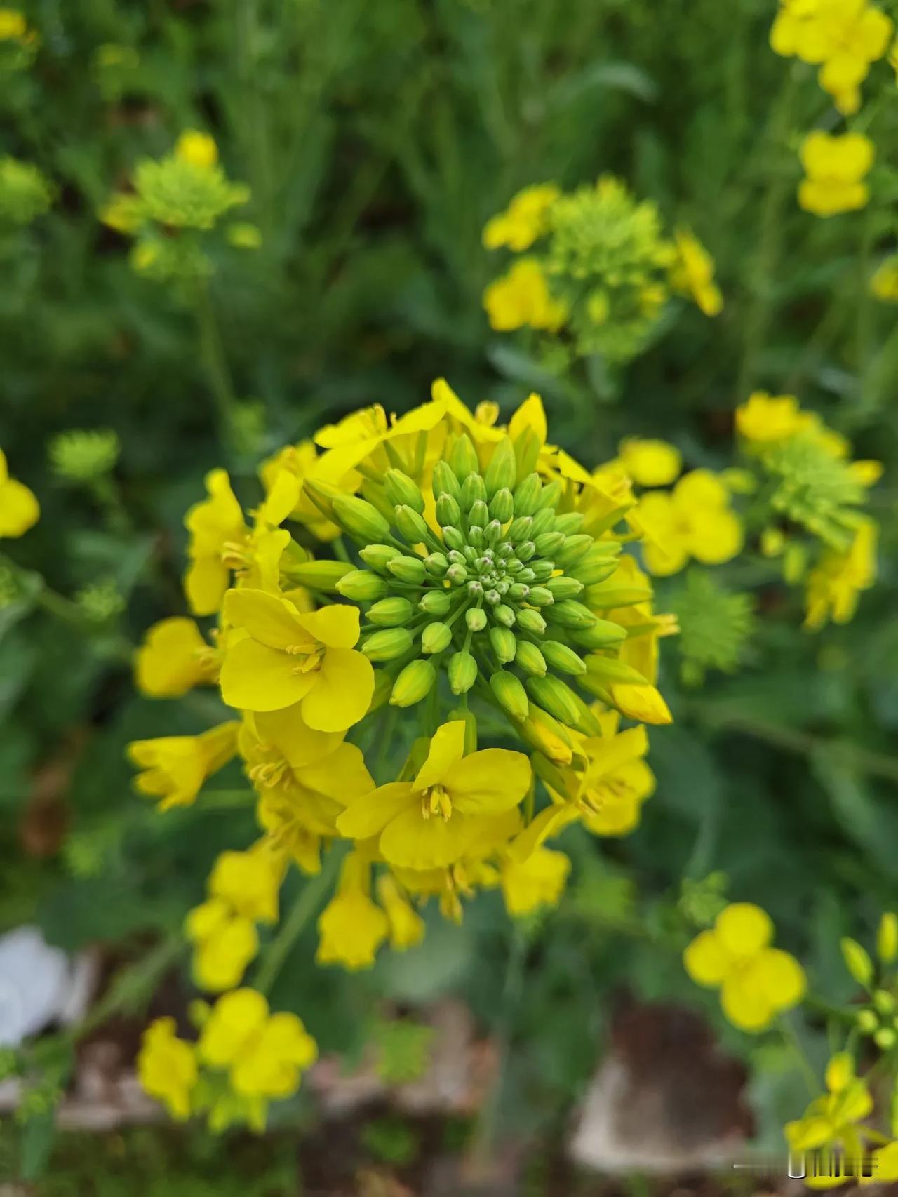 我的宝藏兴趣爱好花花草草