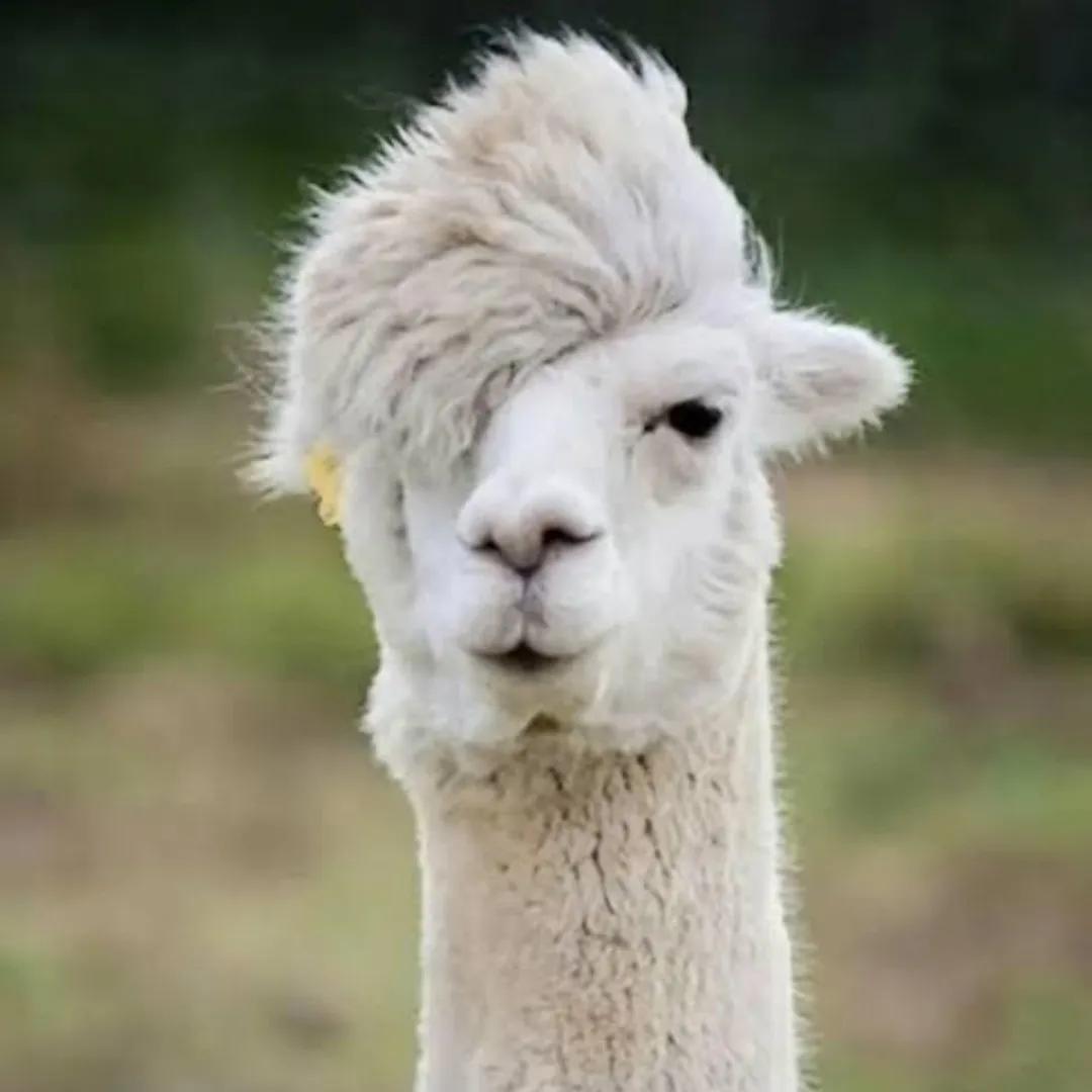 我笑得好难受🦙 