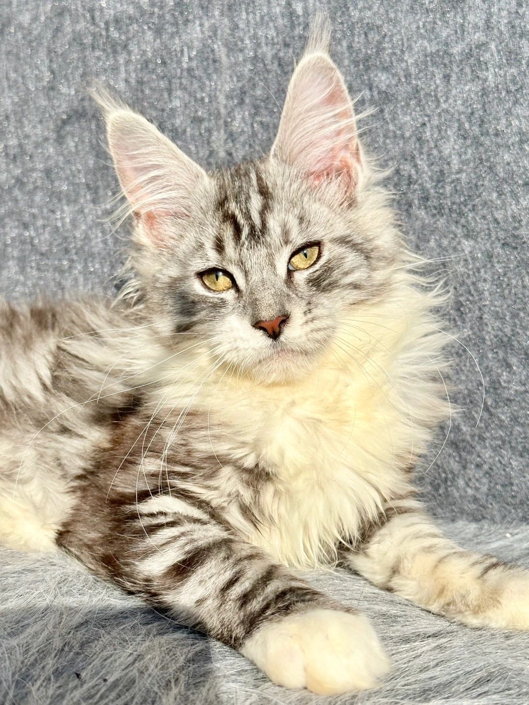 缅因｜蹲新家ing