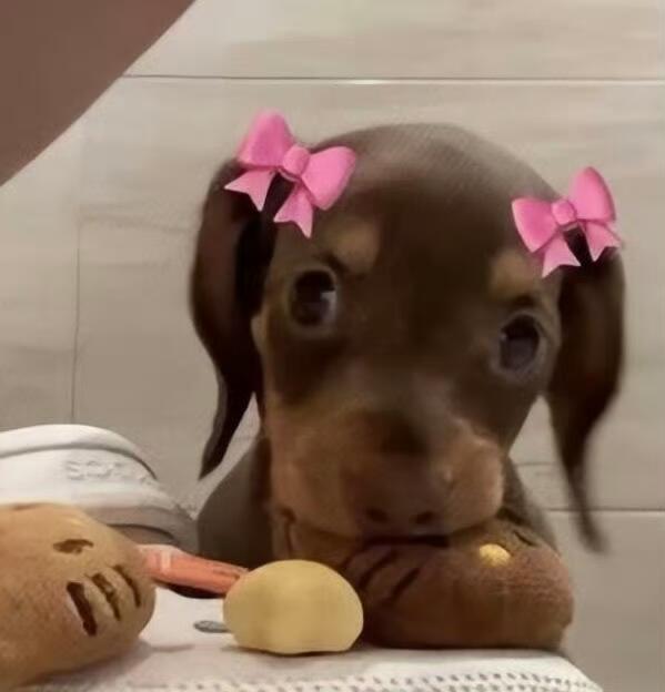doooooog!!🌭🐶🥕 ​​​
