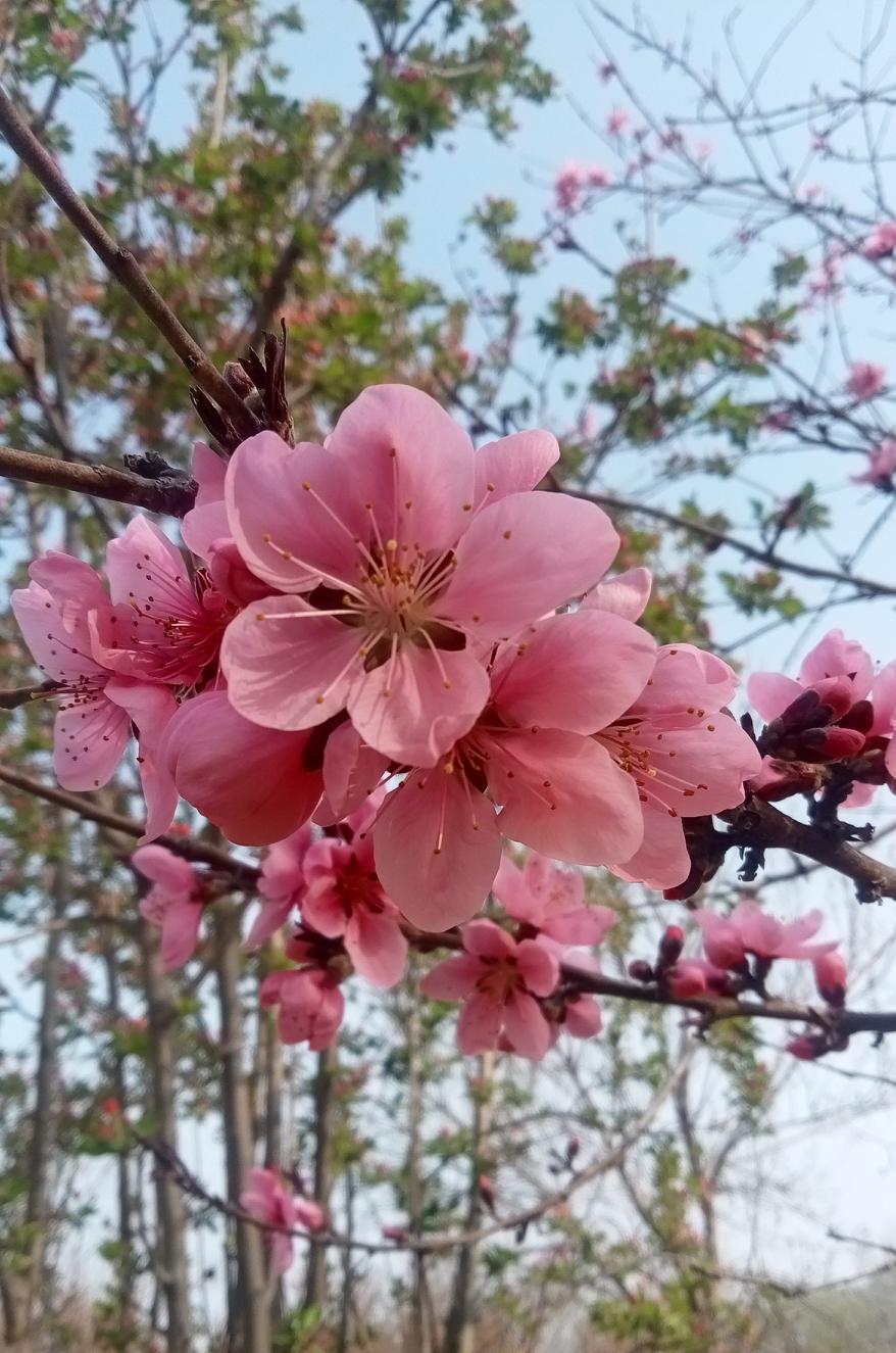 有没有漂亮的花朵图片吗