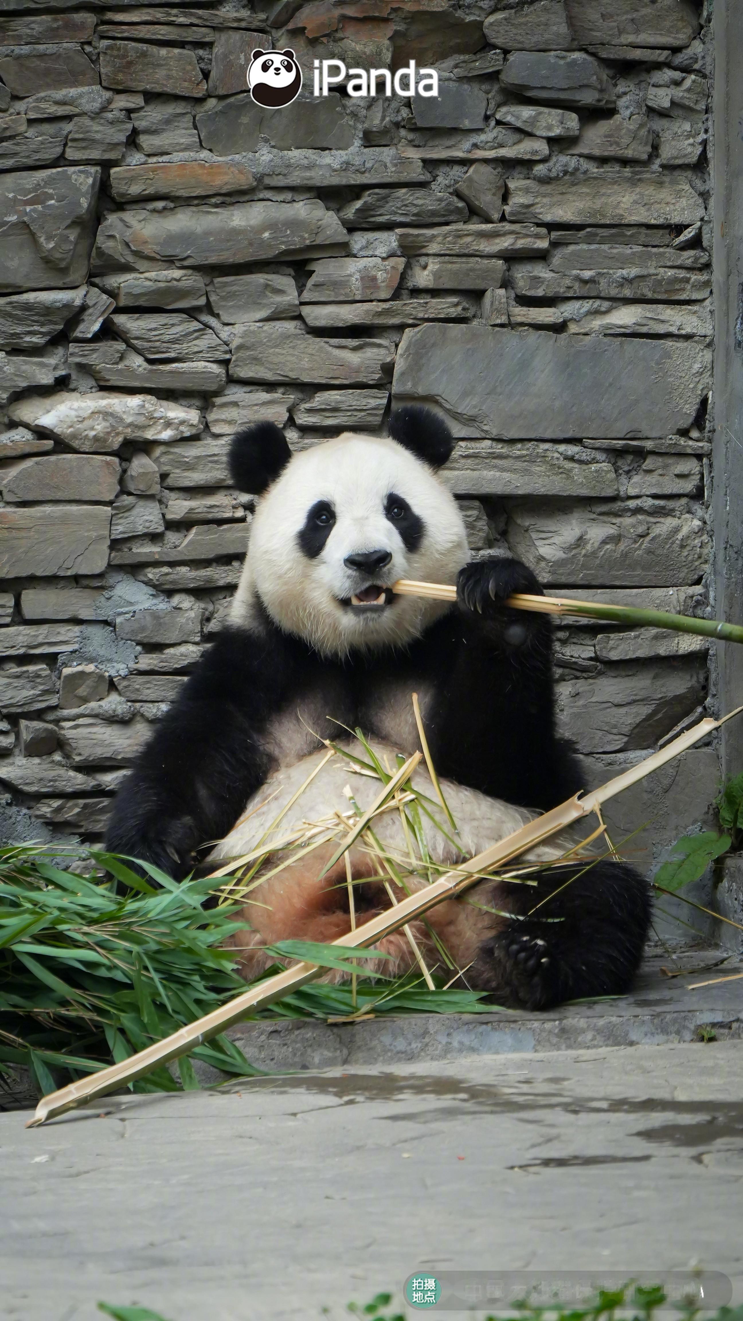 ´͈ ᵕ `͈ 如果你的脸能像我这么圆，那一定能和我一样可爱！熊猫趣图 大熊猫福