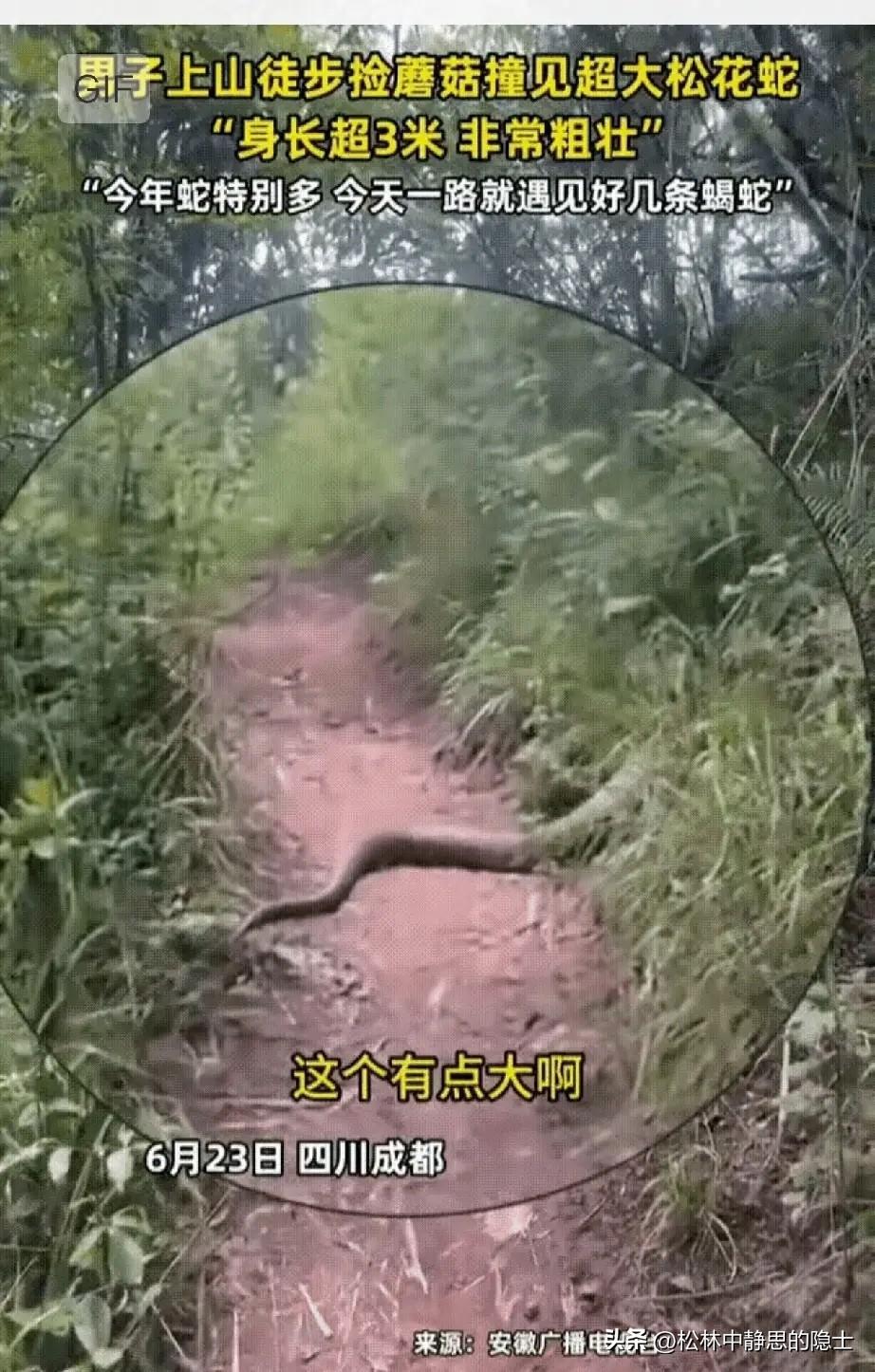 进山采蘑菇的网友，差一点就一脚踩了上去。窄窄的山间羊肠小道正中间，横卧着一条三米