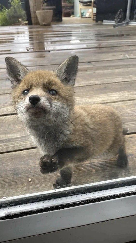 气鼓鼓的在叫门 