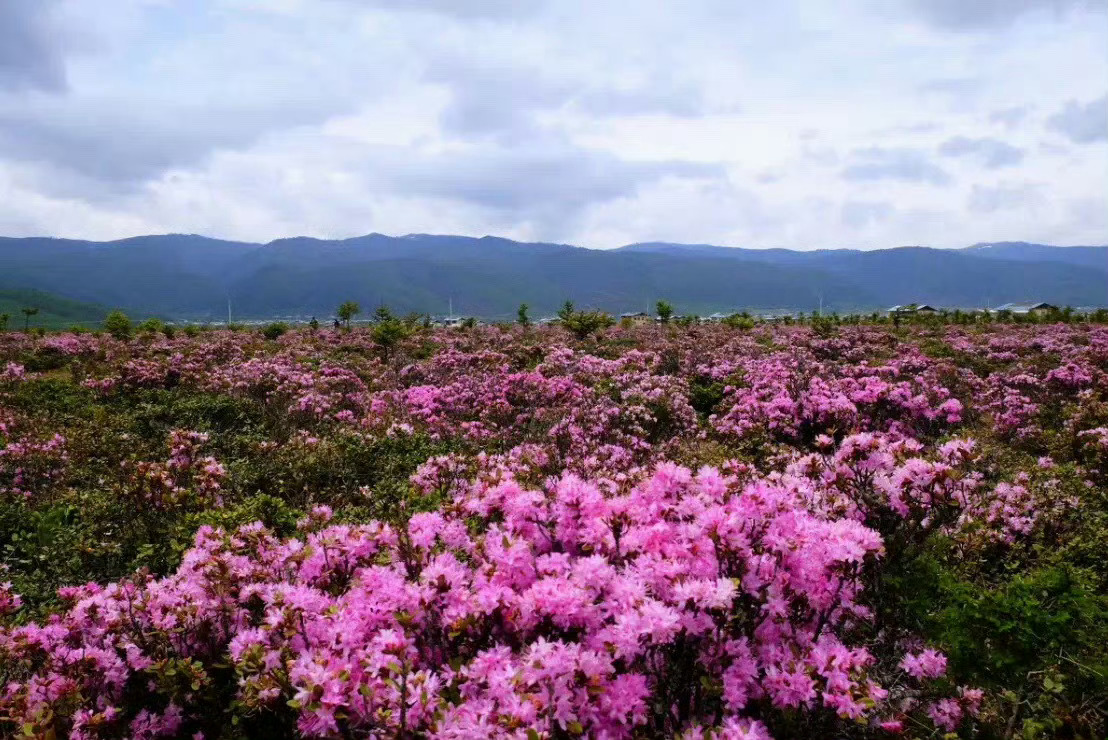 一花一世界，一草一乾坤，夏日里的香格里拉无处不飞花。 ​在路上约吗 ​​​