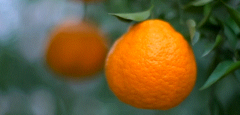 原来耙耙柑的大名叫春见 耙耙柑，正式名称叫做春见，是由清见和椪柑杂交培育而成的水