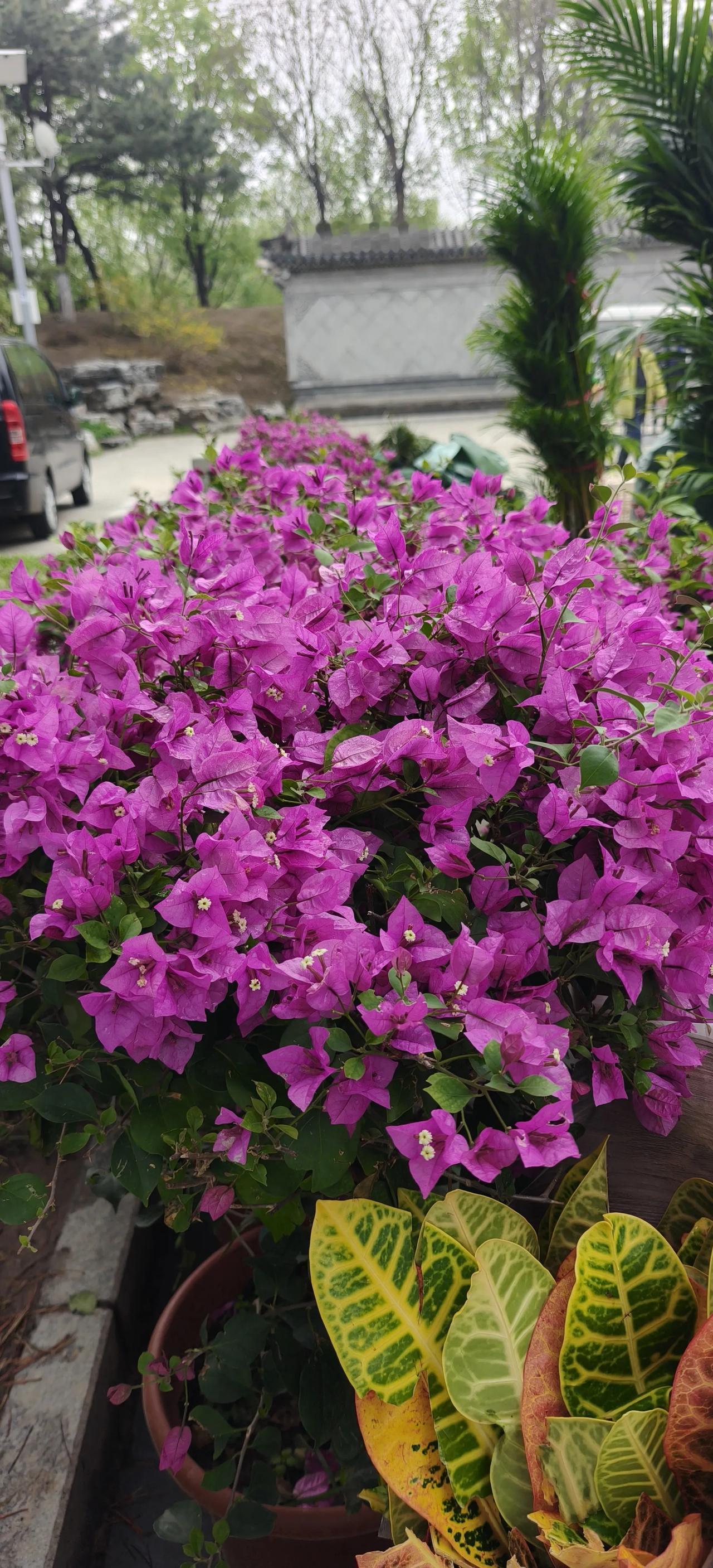 今年春天最想实现的心愿今年春天，希望家人平安顺遂，自己能少些焦虑多些欢喜，慢慢靠