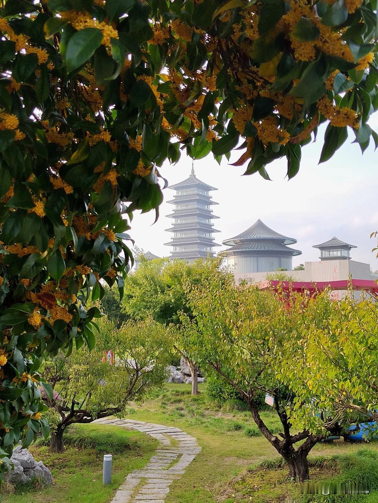 乖乖   扬州运河三湾这桂花开的，金花满树，芬芳满溢，感觉不把大运河熏香喽也得把