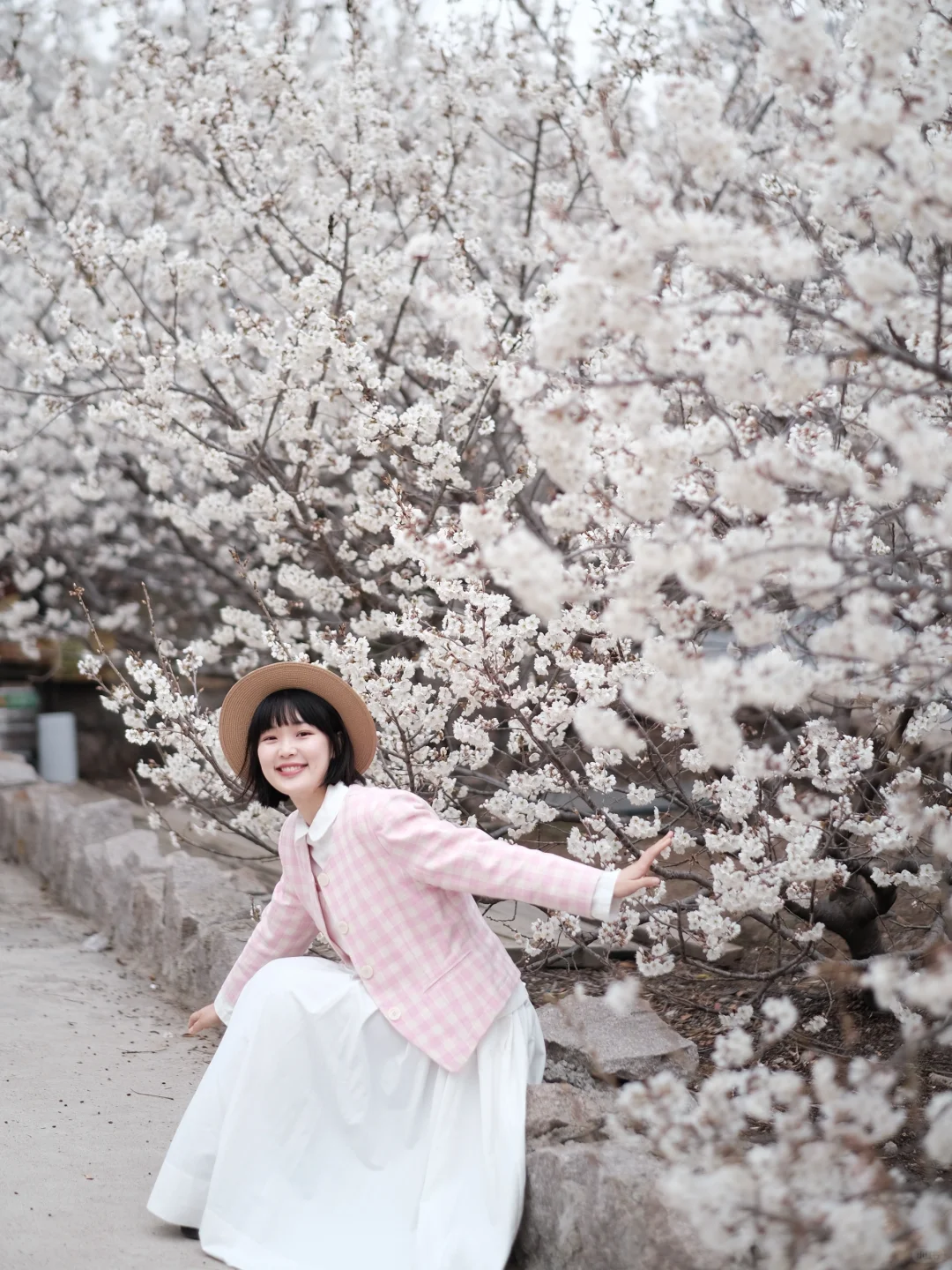 富士直出📷2024青岛崂山的樱桃花全都开好啦