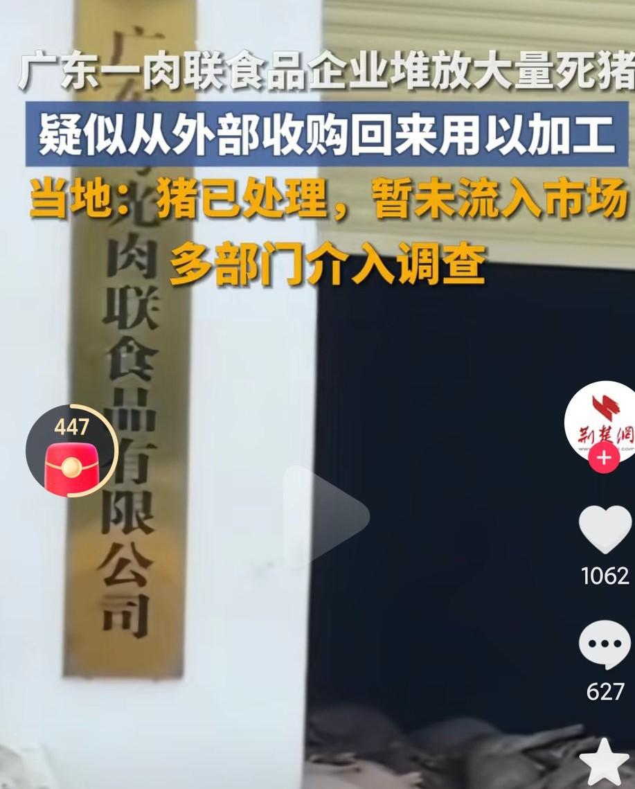 大量死猪进入了加工厂被加工，这是要加工成什么呢？为什么会这样呢？监管单位在干什么
