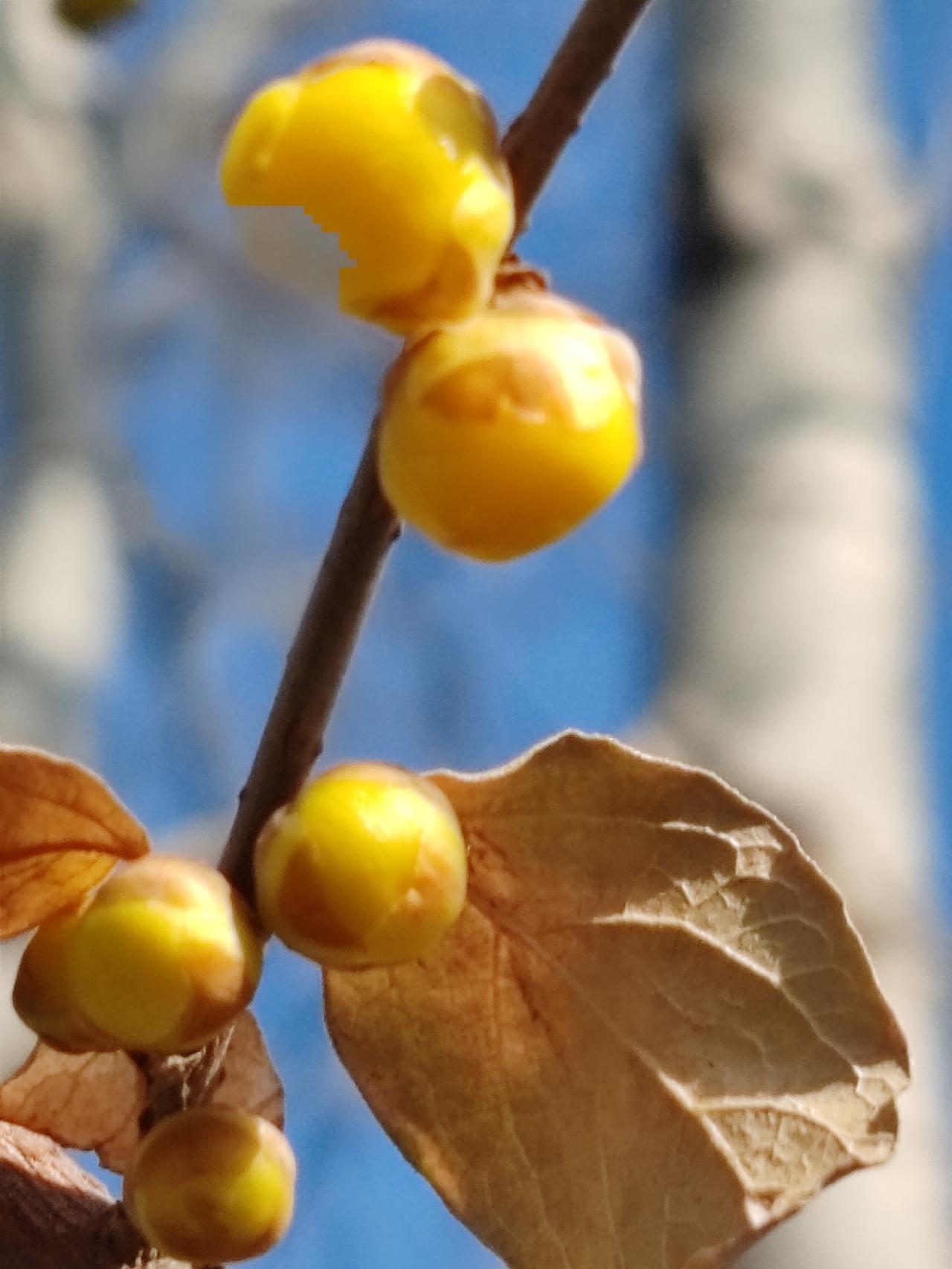 晒图笔记大赛腊月赏梅梅更艳。