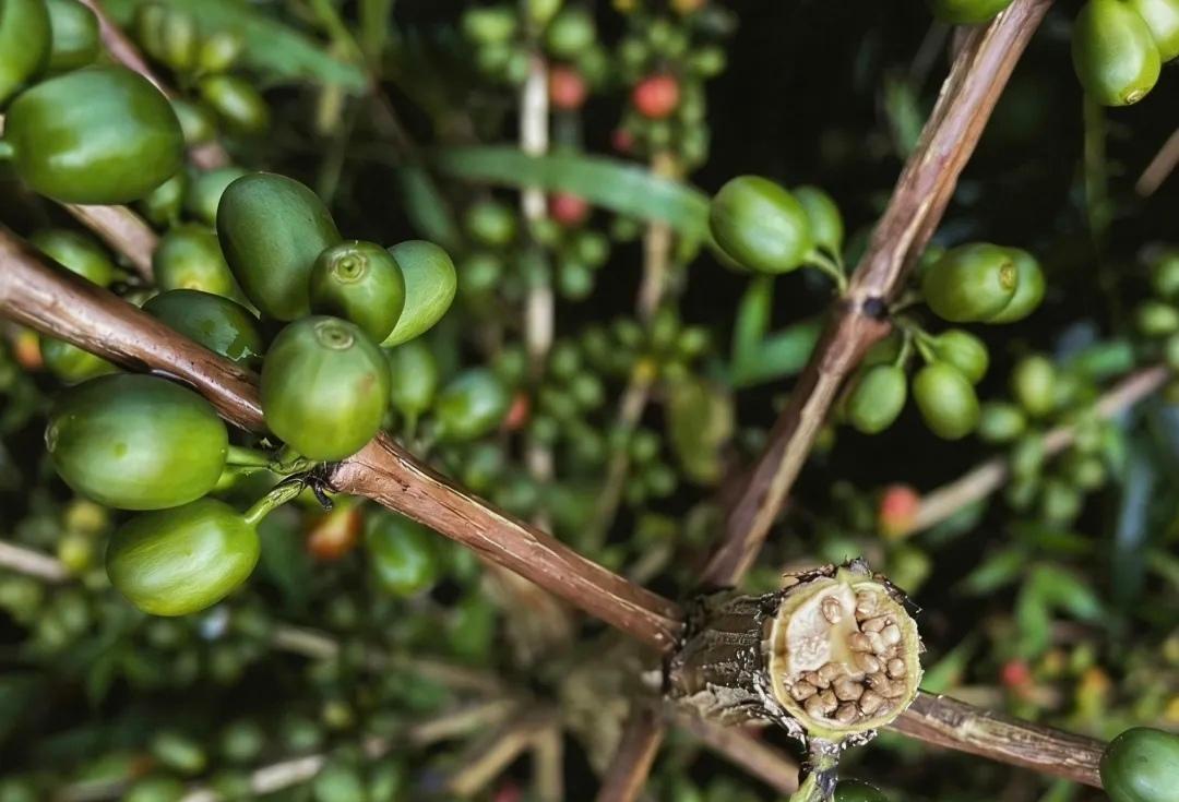 云南咖啡原产地