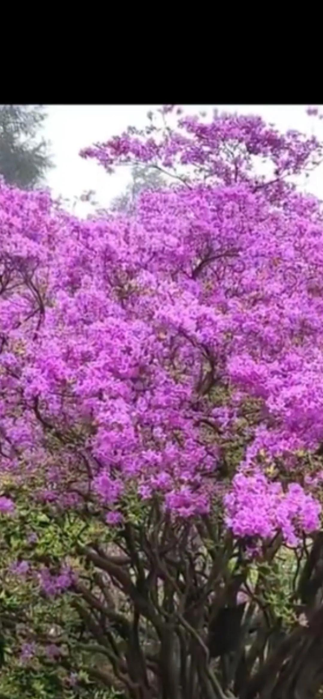 东海云顶杜鹃王