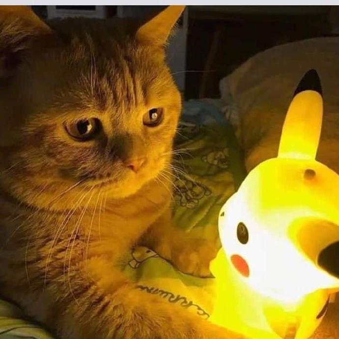 猫咪吻了一下皮卡丘，太治愈了