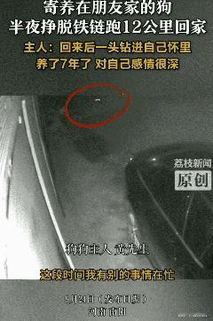 七年相伴，一朝分离竟成“生死奔赴”！河南一男子因事将养了七年的狗寄养朋友家，谁料