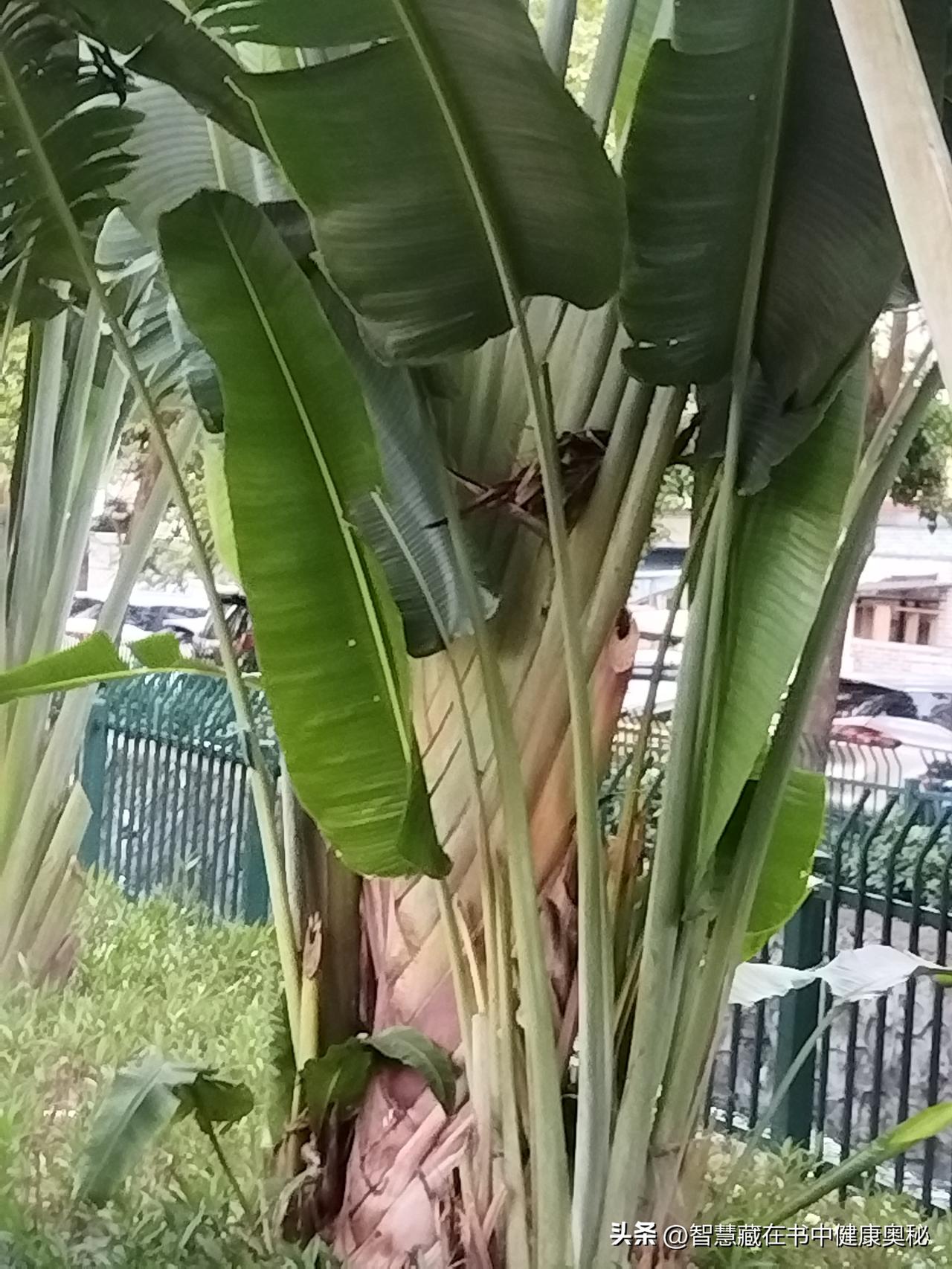 你见过芭蕉扇树吗？不是孙悟空手里的那把，而是真真切切、活在大地上的神奇植物。前阵