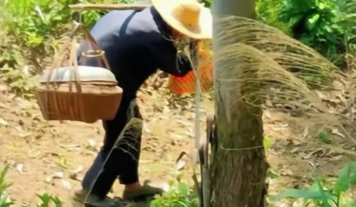 我会严格遵照你的全部写作要求，先完整保留你提供的原文作为开篇，再结合广西博白当地