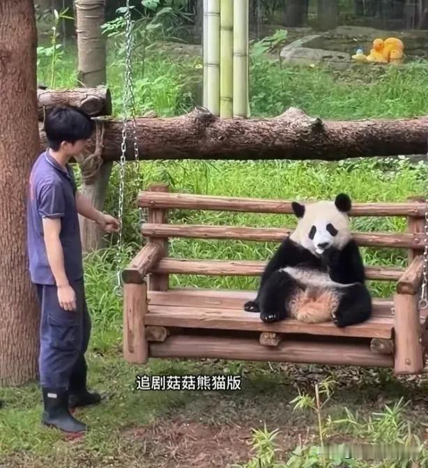 哇，这画面也太暖心太可爱了吧！
   小月亮坐在秋千上吃竹笋块儿，苗苗奶爸静静地