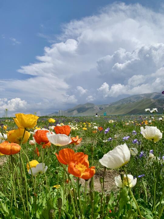有人组队七月底（左右）去新疆嘛！