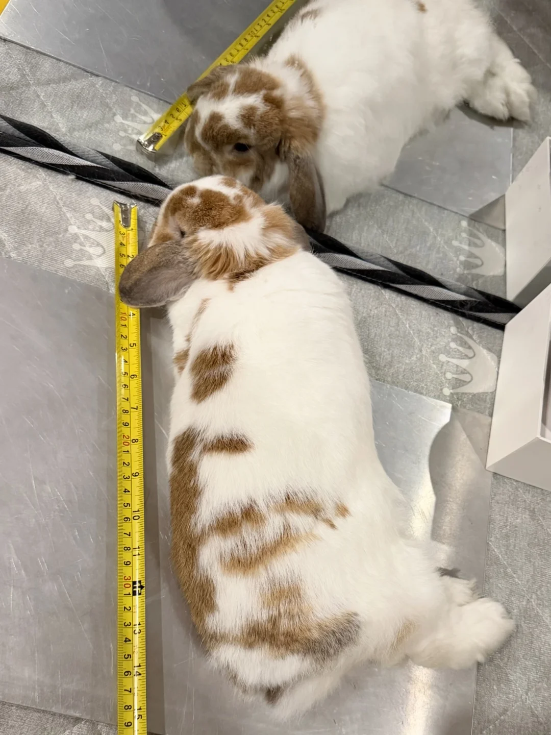✨八阿哥又长高了：）