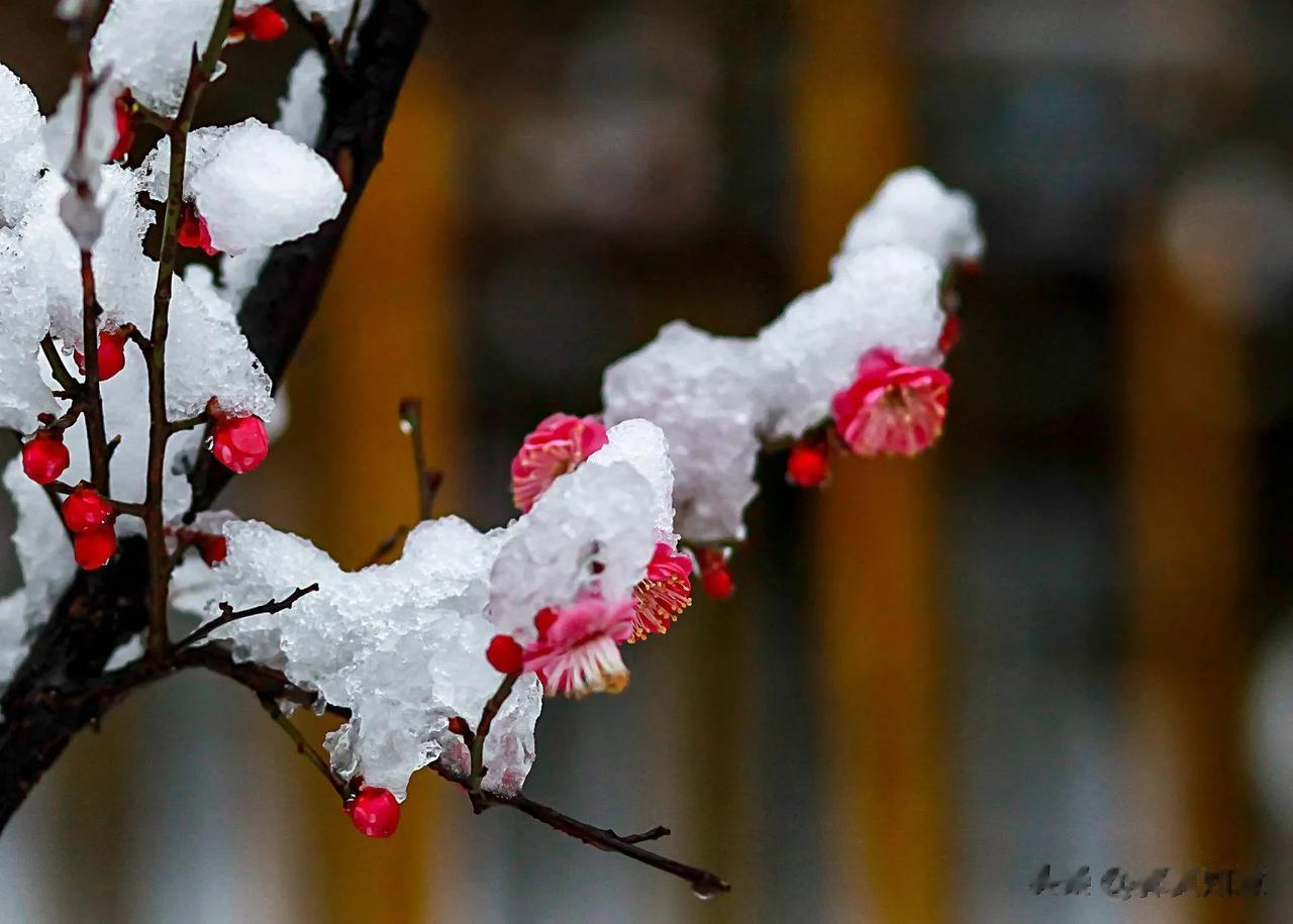 梅花恋雪雪不知
孤傲雪中做情痴
百花笑我迟迟开
我笑百花冬不来

梅花恋雪雪已知