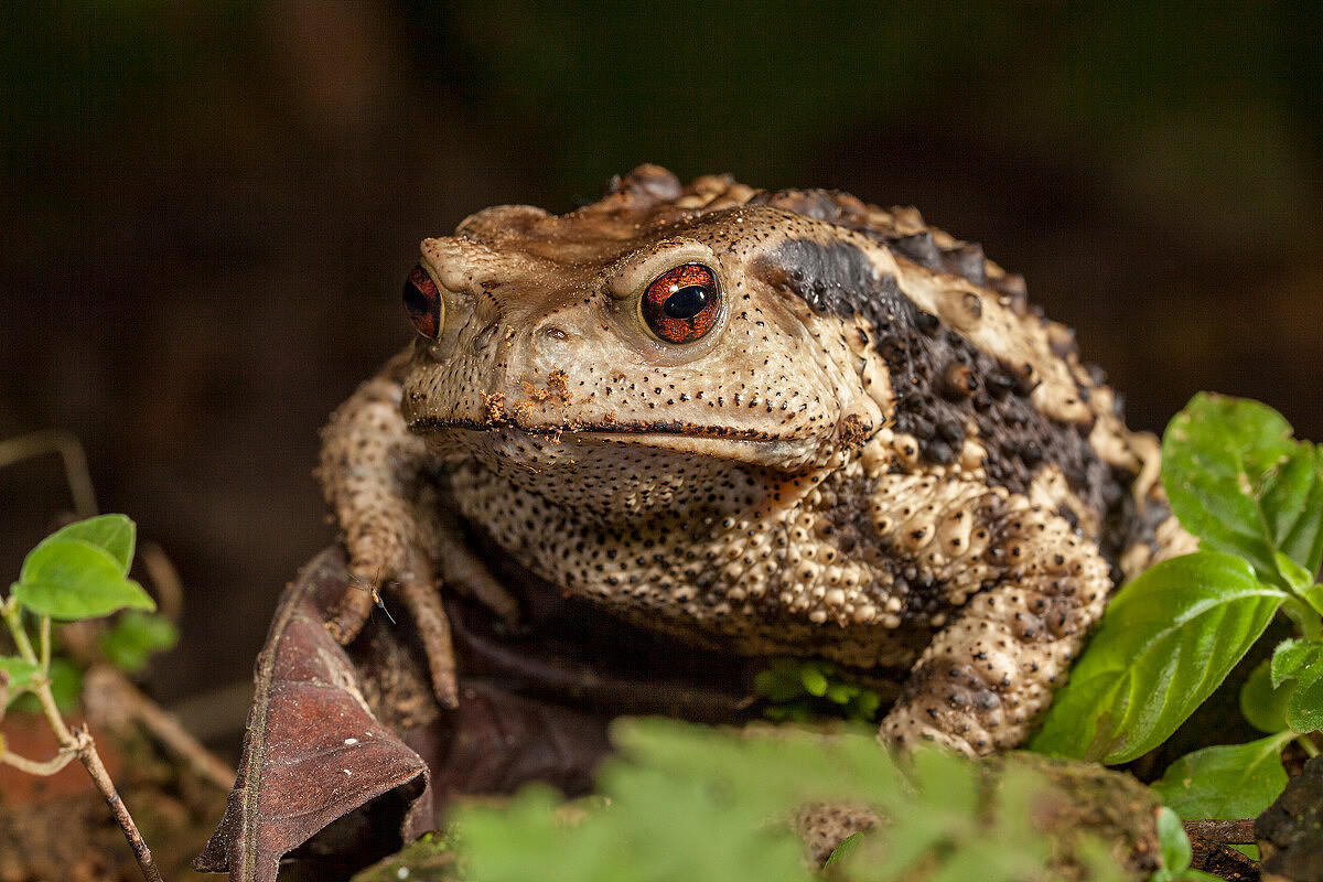 非法收购交易25万斤癞蛤蟆, 这个团伙20人被判刑