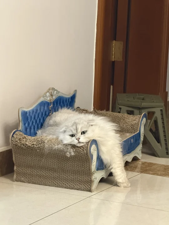 活猫🐱微死感😂