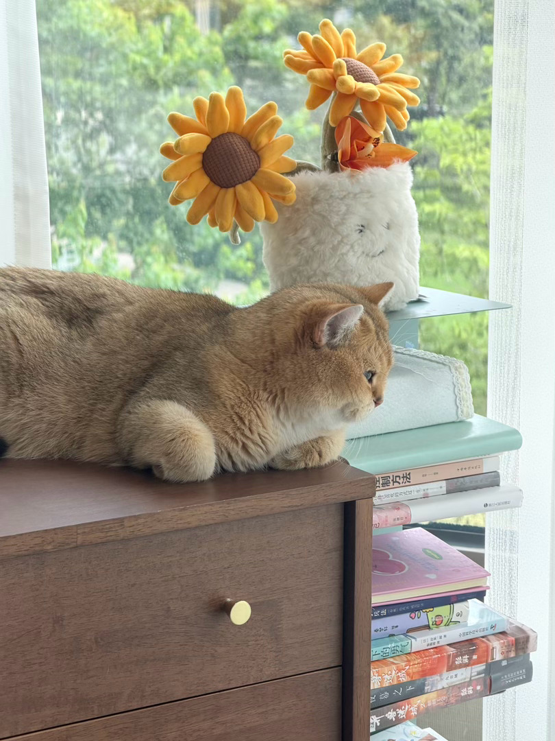 咋那么可爱！！！我也想当猫咪 