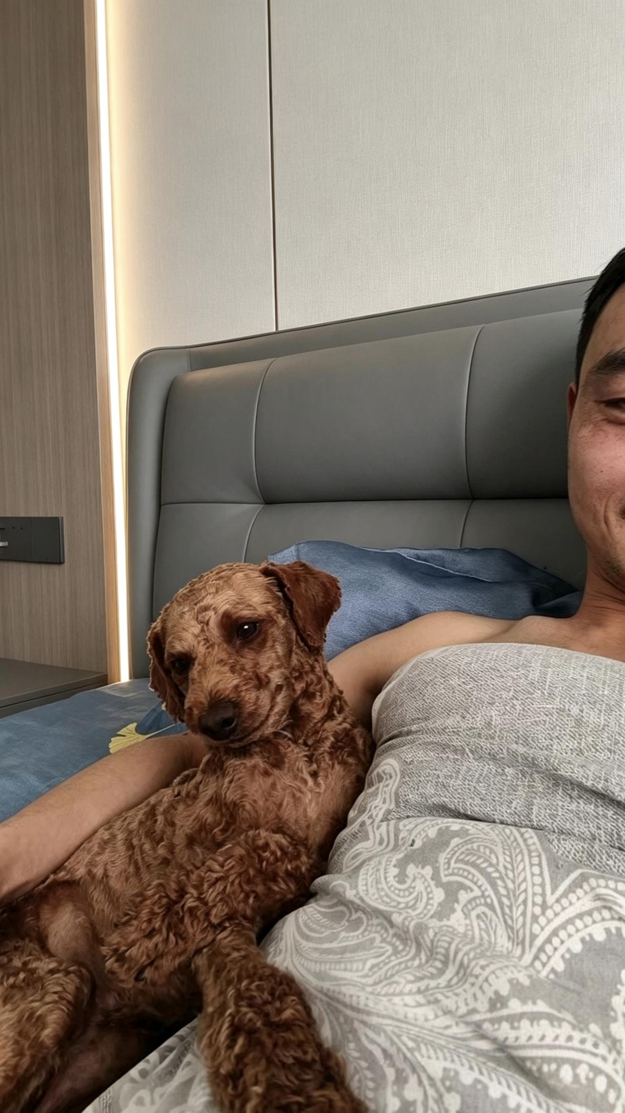 老公这几天也是忙起来了，因为小鹿犬豆豆生娃了。生了两只漂亮的小狗崽，黑黑的毛油光