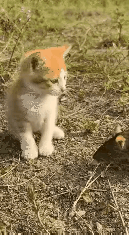 猫咪：是老鼠先动的手！
我本来不想惹事，但也绝对不怕事！