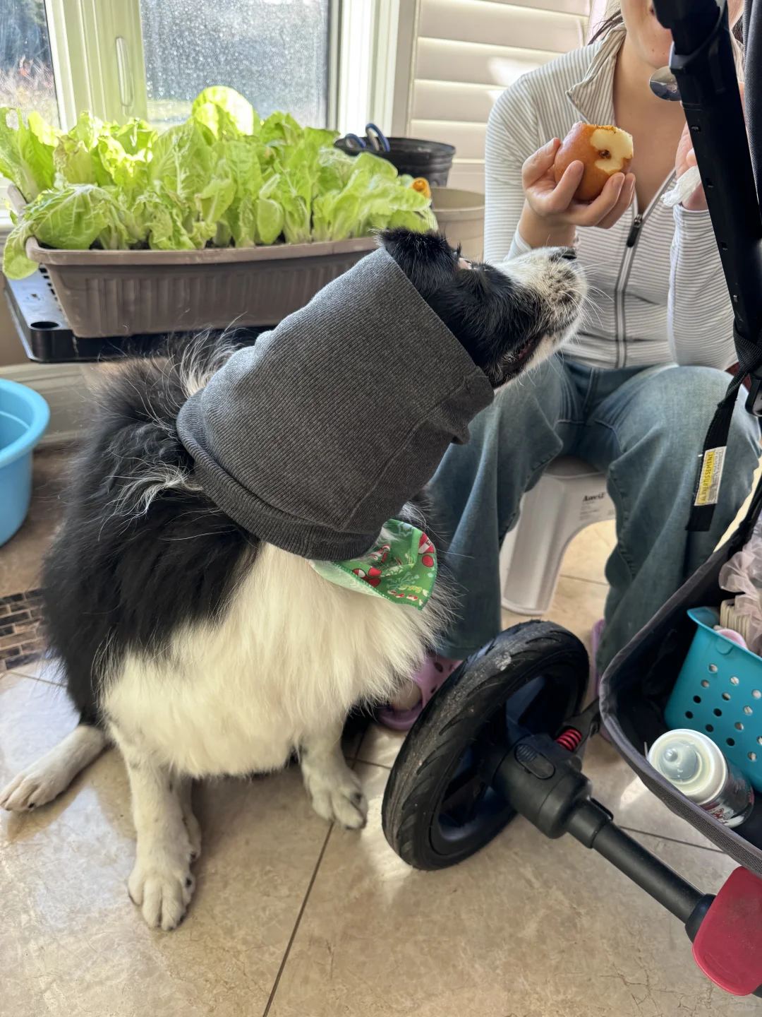 在Temu上买的保护套