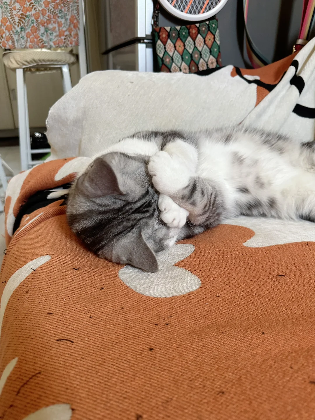 小猫为啥突然这样🤔