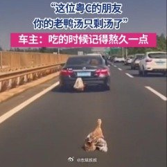 这位粤C车主你的鸭子掉了鸭子：“好不容易保住一命，想过鸭子的感受吗” 广州
