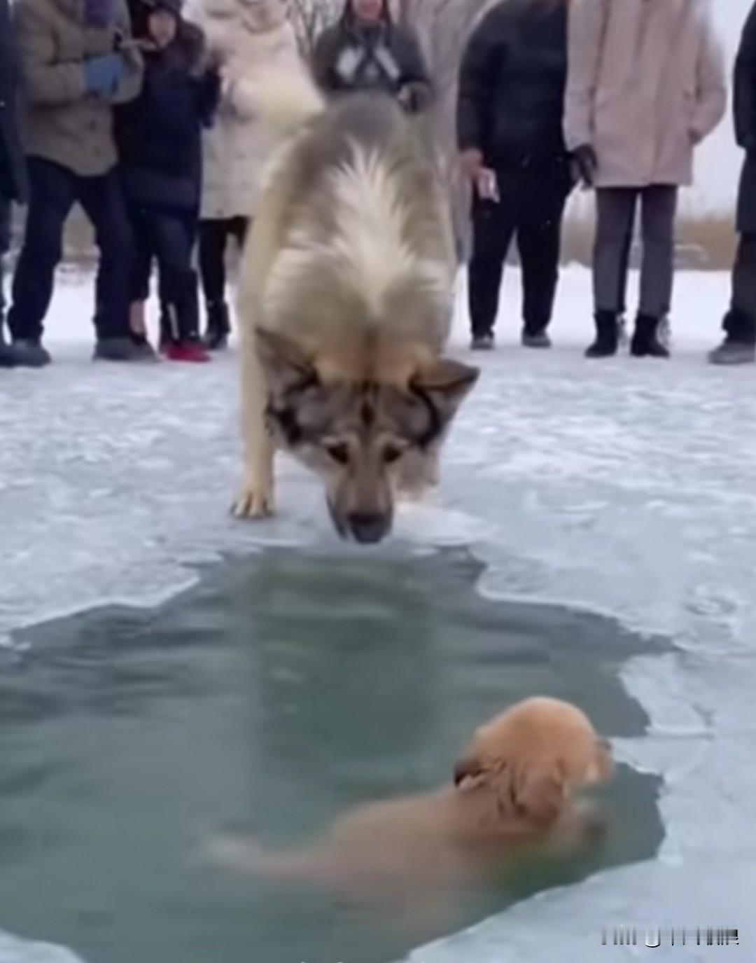 小狗生性贪玩，不慎掉进了覆着薄冰的水里，无论怎么扑腾，都无法爬上冰层。岸上围满了