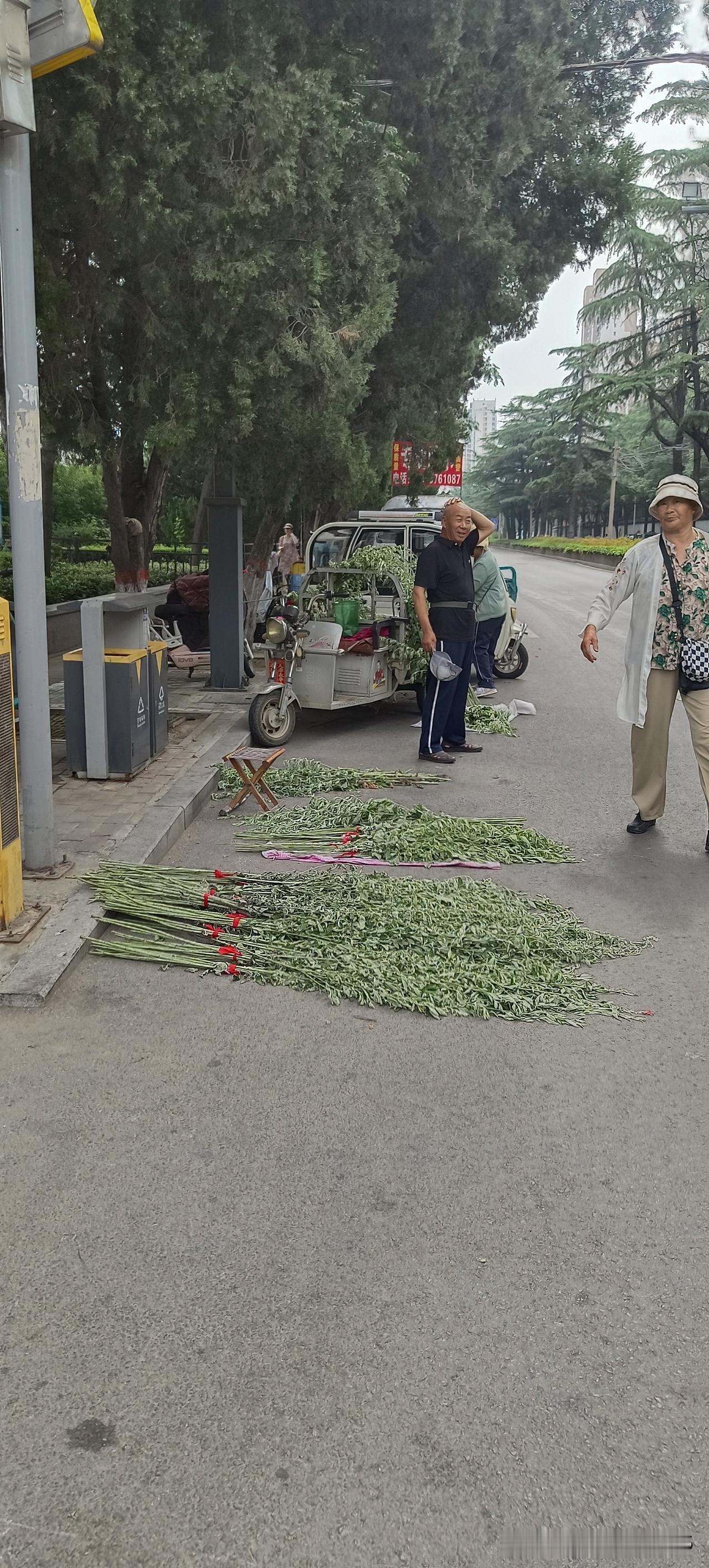 明天就是端午节了，我们这个小县城满大街都是卖艾草的，1块钱一把。
我花1块钱买了