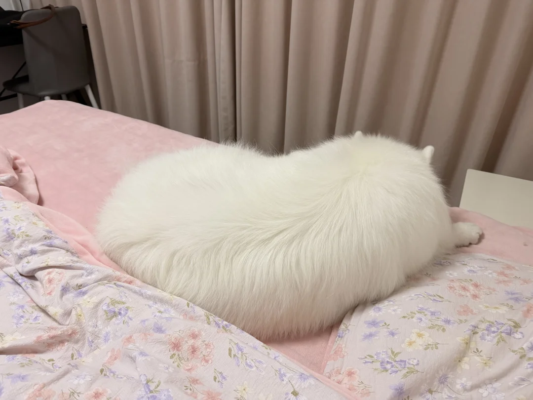 吾之犬，胖否？