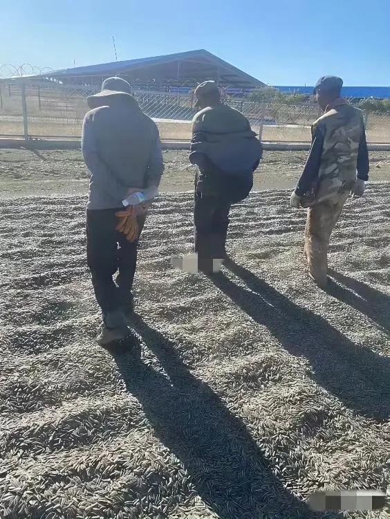 有网友说：这辈子，我再也不会吃瓜子了，太恶心了。

这些网友表示以后不再吃瓜子的