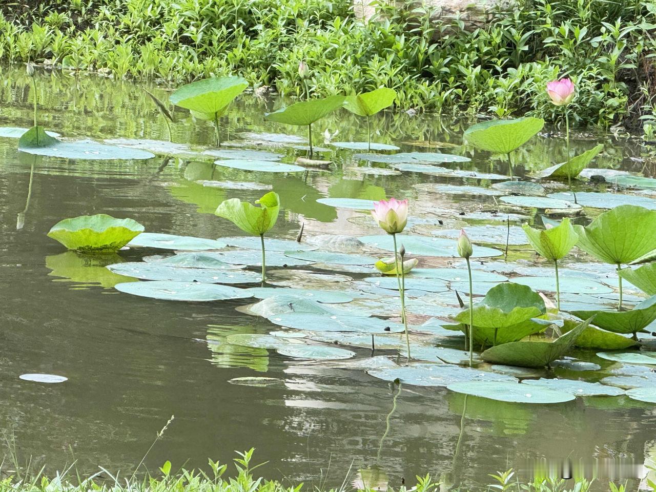 🌼²º²⁶/₀₆.₂₀ᵕ̈ 周六早安🌿
🍃𝐆𝐨𝐨𝐝 𝐌𝐨𝐫?