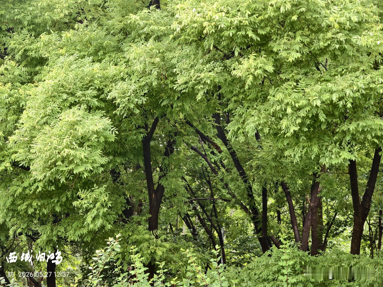 红叶映绿野，芳菲满径春。