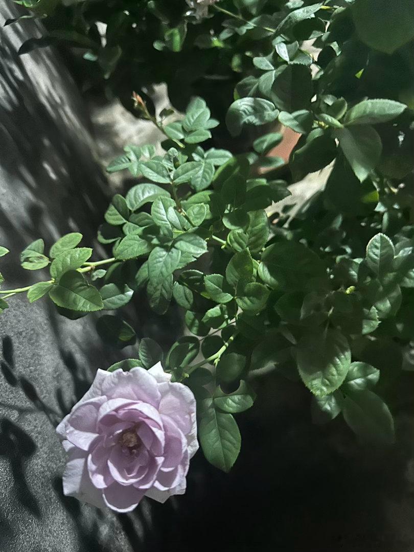 我的好朋友是绿色蔬菜  感觉自己像农学生，每天下班就观察这些花花草草长的怎么样