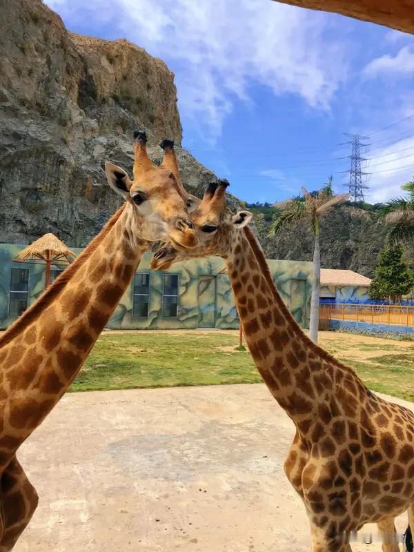 威海西霞口突发山火！千万元级动物园紧急闭园，动物安危牵动人心

2月21日，威海