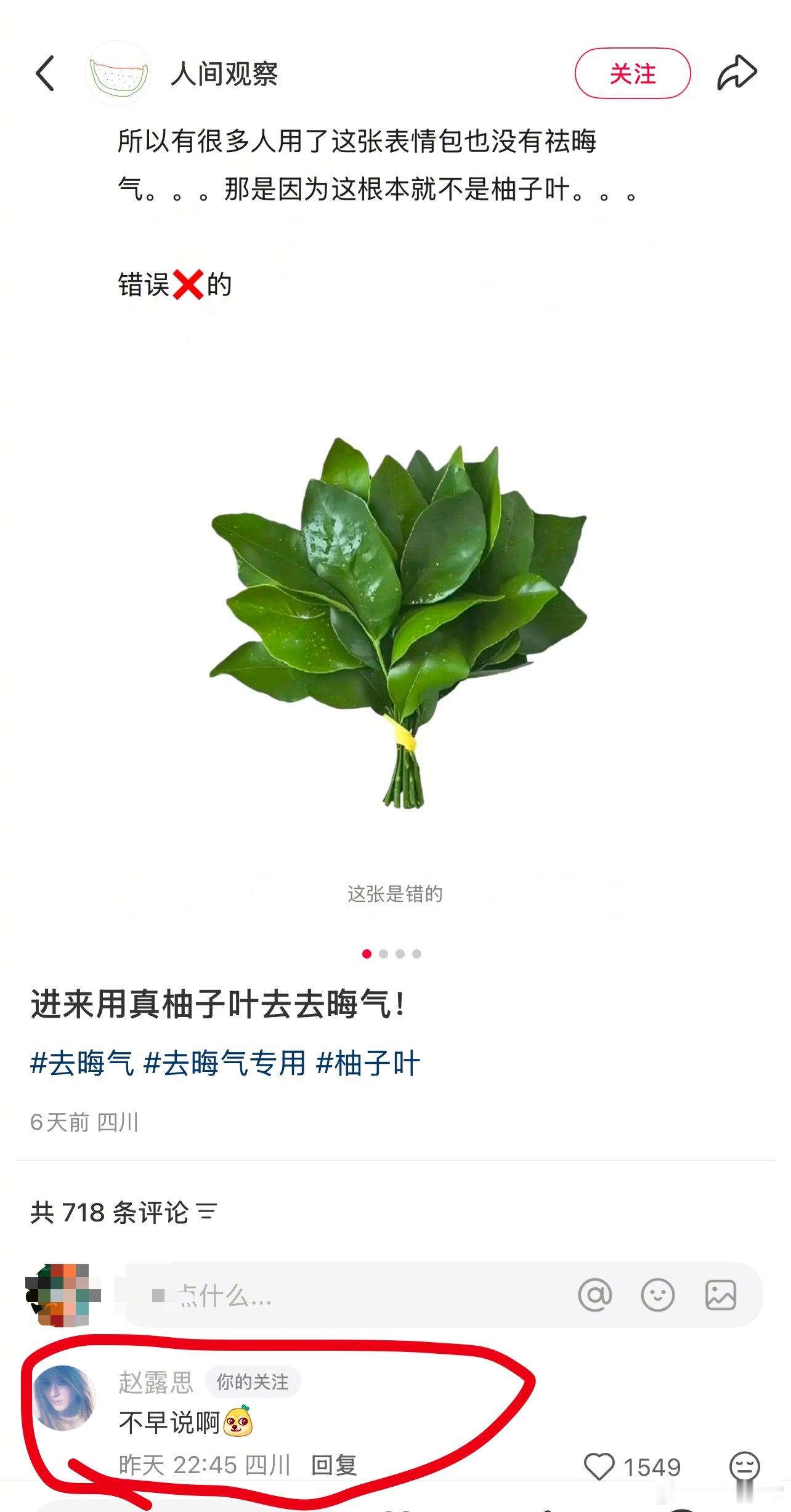 赵露思小红薯背景图已换成真柚子叶 