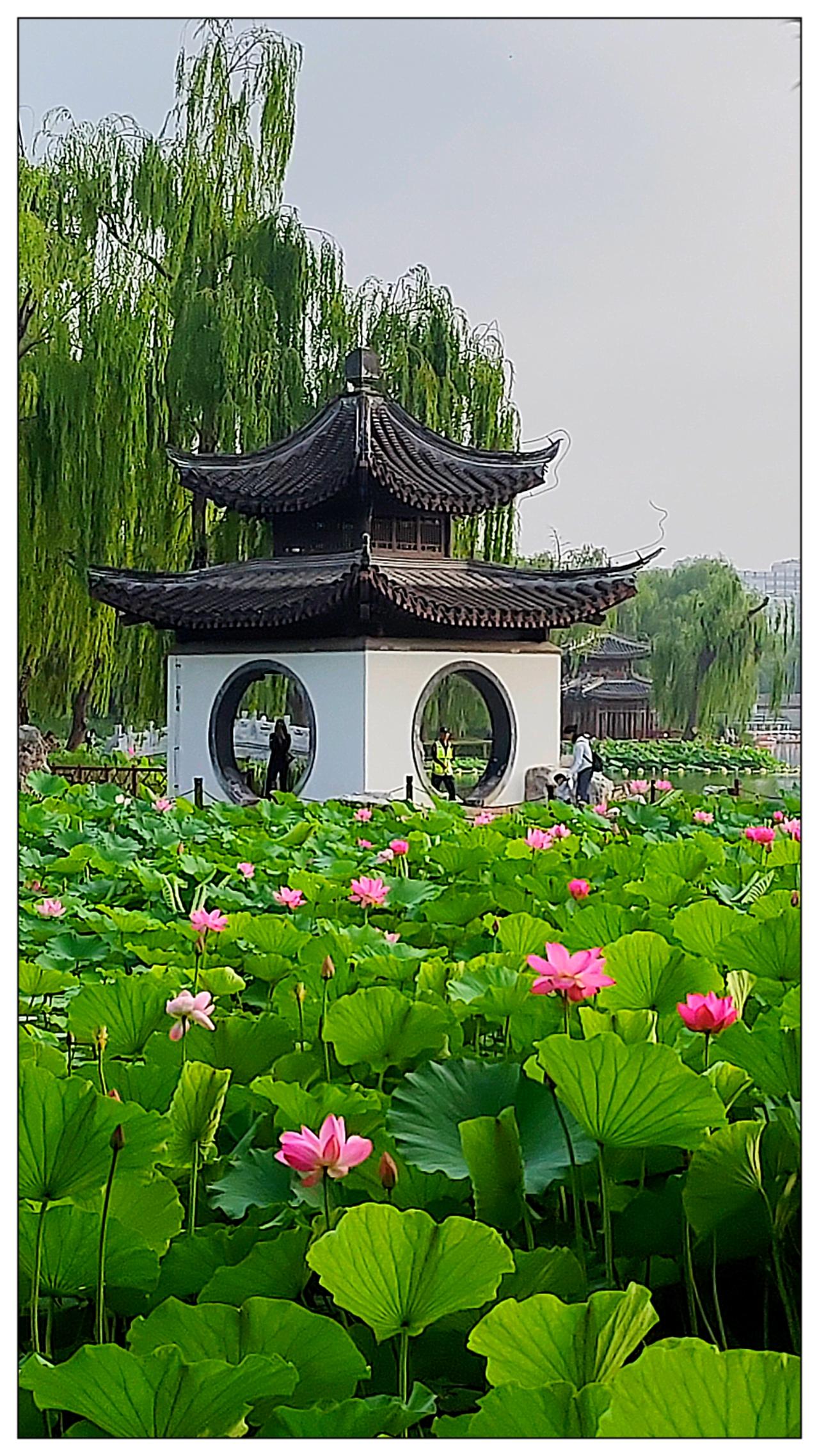 今天早上陶然亭公园，手机随拍