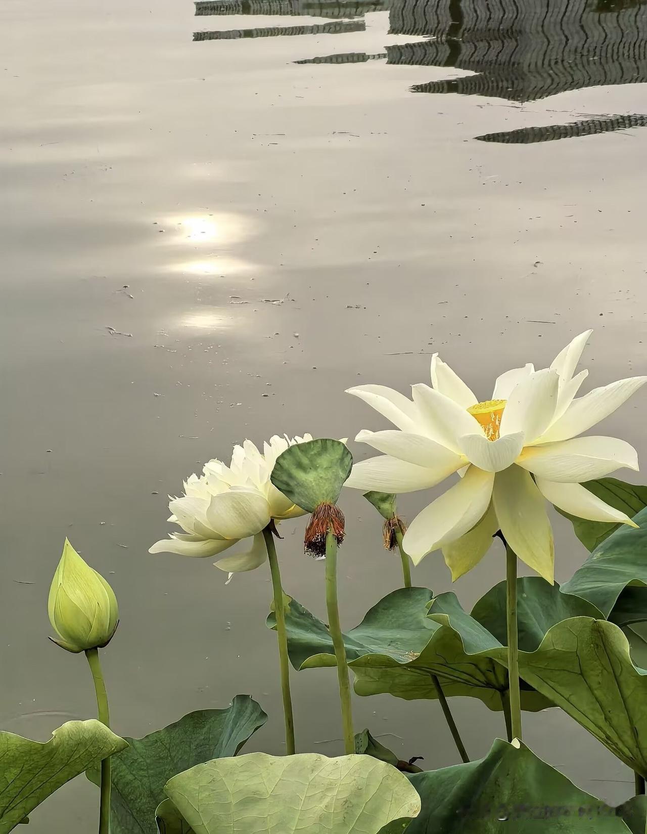【七绝·咏莲】

花开水上做修真，守得初心不染尘。
鸟往舟行皆过客，了无挂碍系于
