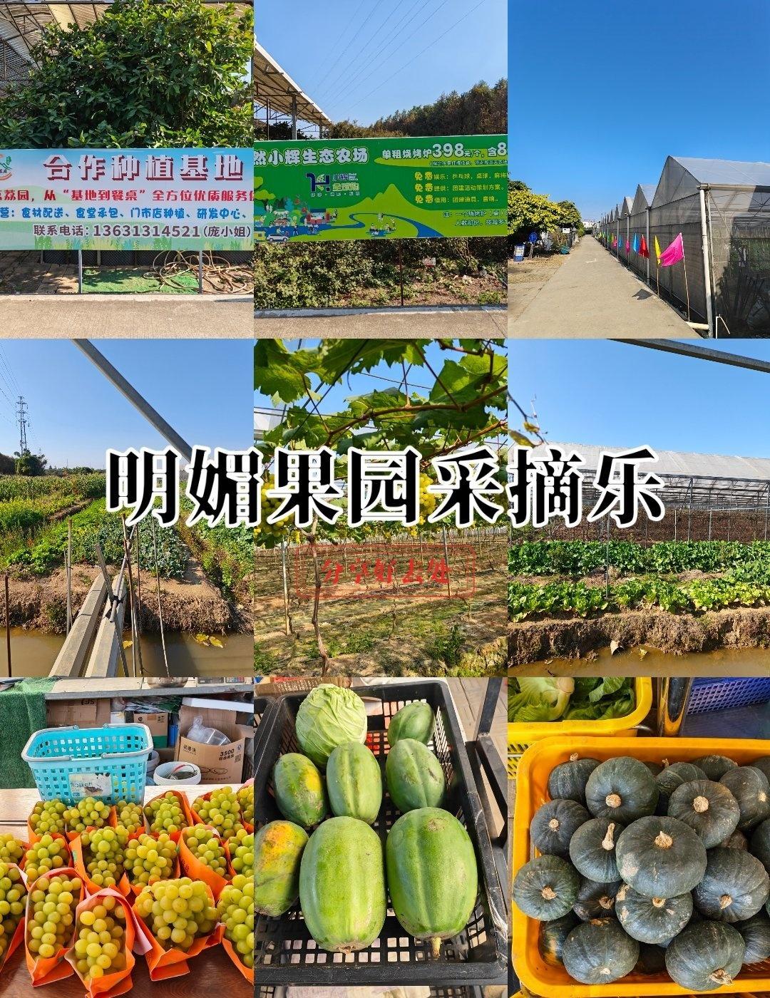 在南沙体验采摘的快乐
📍广州 安然水果生态园
在南沙体验采摘的快乐

步入南沙