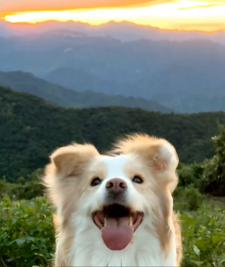 做无名小花，做快乐小狗！ 