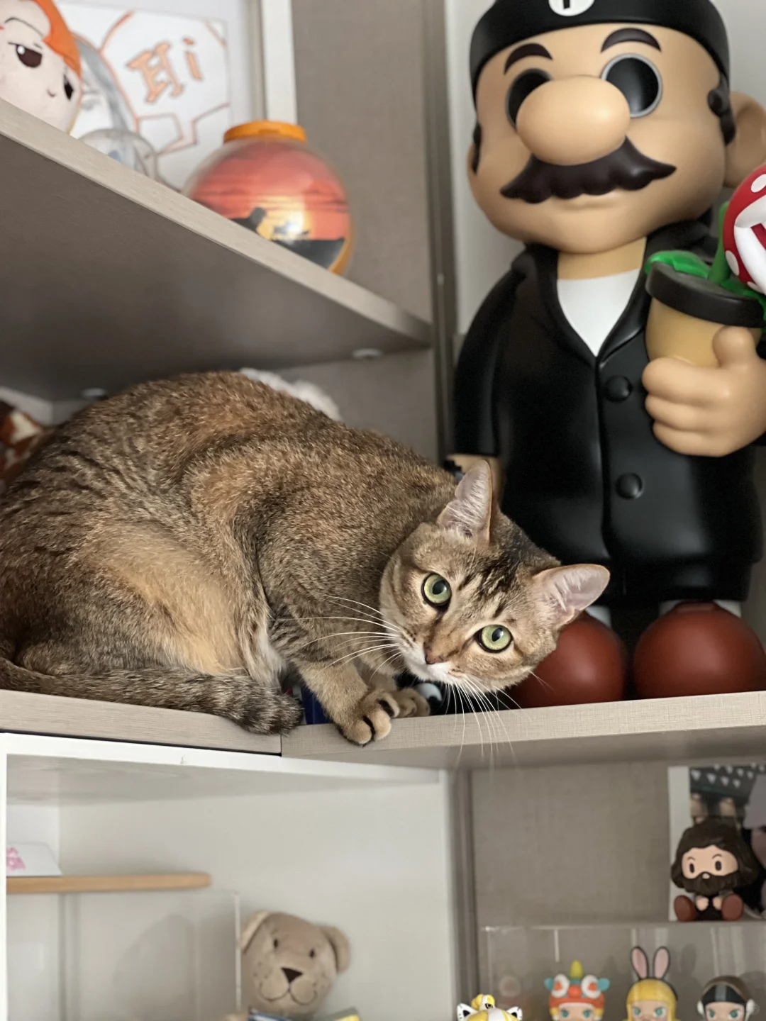 广东特产雀猫